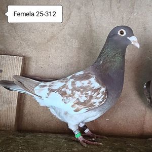Femela 25-312