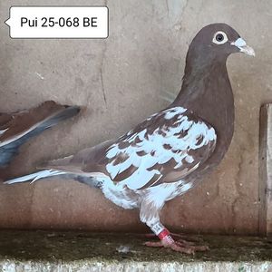 Pui 25-068 BE