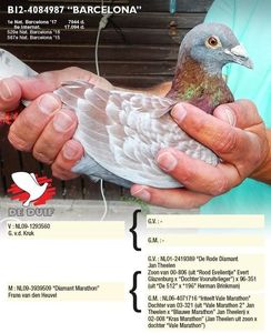 cooman-marcbe12-4084987-barcelona