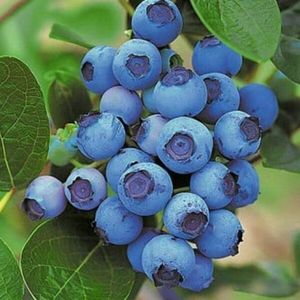 afin chandler; fundulea
