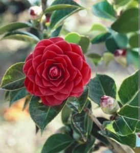 camelia rosie; pepiniera beatrice facebook
