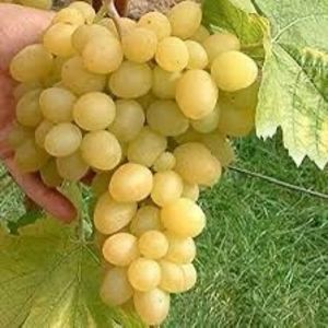 vita de vie afuz ali; pepiniera muntenia
