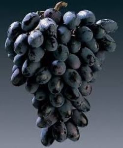 vita de vie coarna neagra; muntenia
