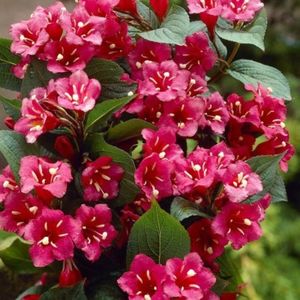 weigela-bristol-ruby; mizil
