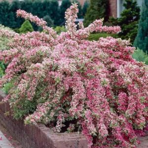 weigela-nana-variegata; mizil
