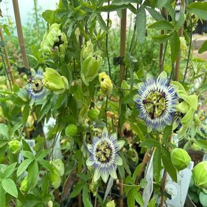 passiflora-edulis; mizil
