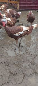 Screenshot_20251206_174350_Gallery