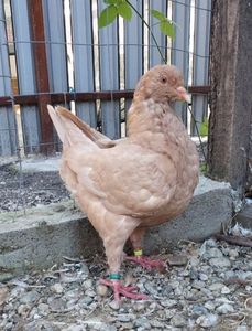 Screenshot_20251013-101652_OLXro