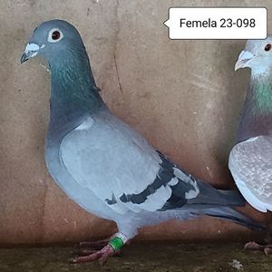 Femela 23-098....-15 lei