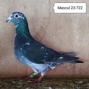 Mascul 23-722