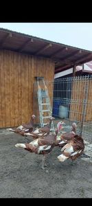 Screenshot_20251209_171305_Gallery