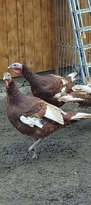 Screenshot_20251211_140129_Gallery