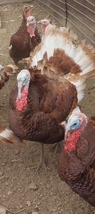 Screenshot_20251212_111551_Gallery