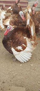 Screenshot_20251212_181405_Gallery