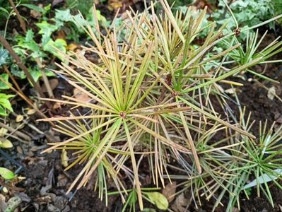 Scyadopitis verticillata Green Diamond