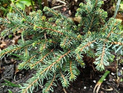 Picea omorika Karel