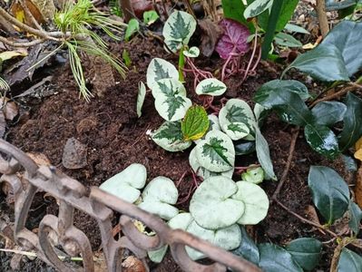 Cyclamen coum Xmas și Silver leaf