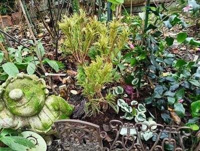 Pinus strobus Green Twist