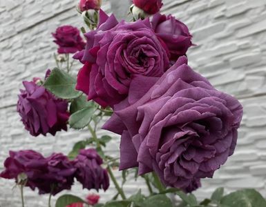 Parfum de Reve (tufa) 70