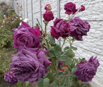 Parfum de Reve (tufa) 70