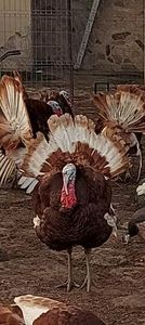 Screenshot_20251214_142856_Gallery