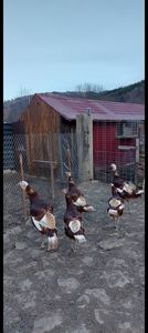 Screenshot_20251215_082942_Gallery