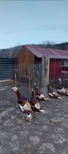 Screenshot_20251215_082920_Gallery