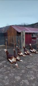 Screenshot_20251215_082914_Gallery