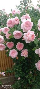 Screenshot_2025-11-06-01-11-10-173_com.miui.gallery; Queen of Sweden 
(Asa infloreste)
