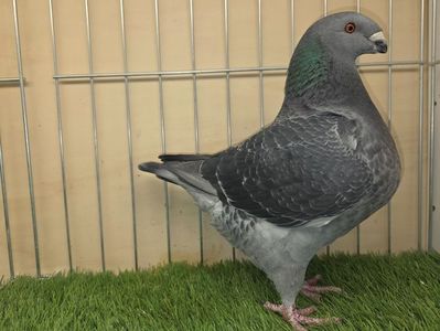 FEMELĂ 2025 - 13386 - REZERVATA A.S.