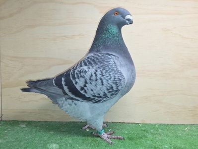 FEMELĂ 2025 - 127 - REZERVAT A.S.