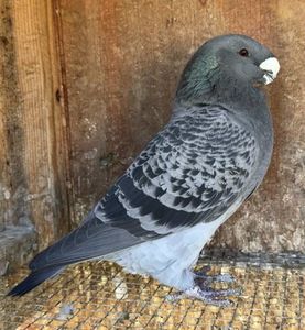 FEMELA 2024 - NPA 346 - IMPORT U.S.A.