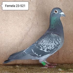Femela 23-521