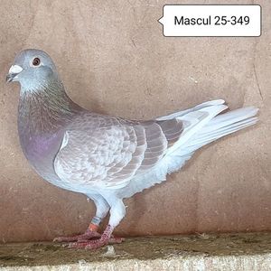 Mascul 25-349