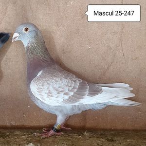 Mascul 25-247
