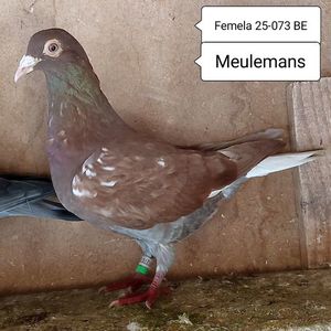 Femela 25-073 BE....-30 lei