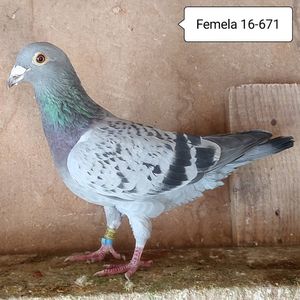 Femela 16-671....-10  lei
