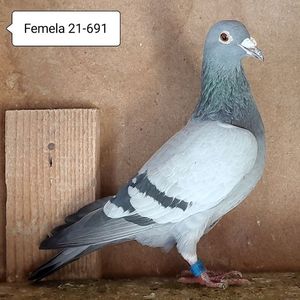 Femela 21-691....-15 lei