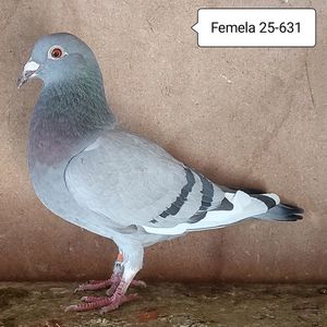 Femela 25-631....-15 lei