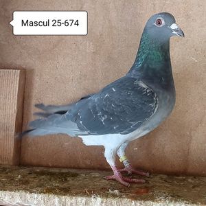 Mascul 25-674....-10 lei