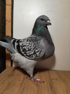 IMG-20251222-WA0044(1)