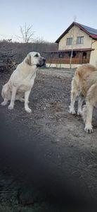 bf9f8539-e423-44ae-8e43-44ce8ce12d23