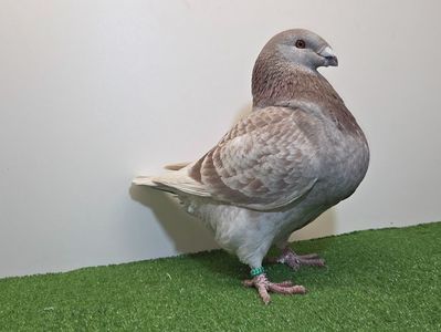 FEMELĂ 2025 - 27237 - VÂNDUTĂ AFRAPT IOAN