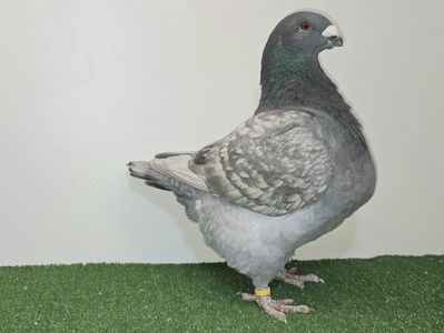 MASCUL 2025 - 12770 - REZERVAT SAMEH