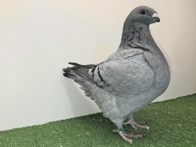 FEMELĂ 2025 - 131 - VÂNDUTĂ PETER MAYERHOFER