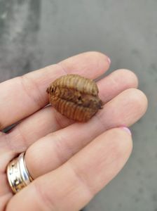 Ootecă călugăriță