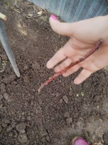 11 nov; Zmeura Polka
