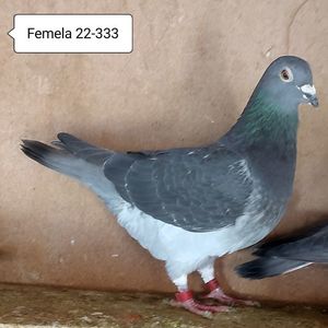 Femela 22-333....-15 lei