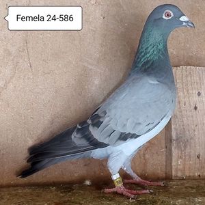 Femela 24-586....-15 lei