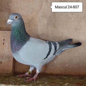 Mascul 24-807....-10 lei